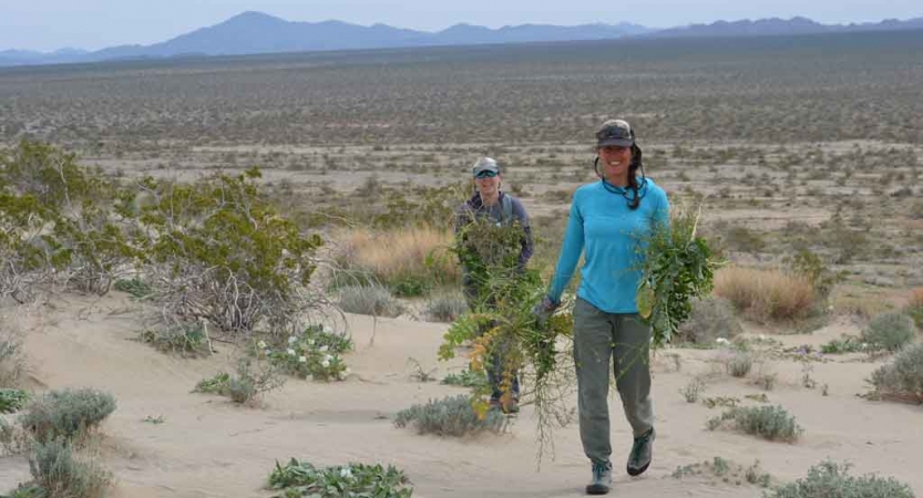 Two people smile as they carry invasive weeds during a service project in Joshua Tree national Park